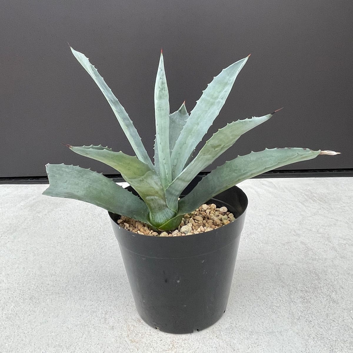 agave americana アガベ　アメリカーナ7