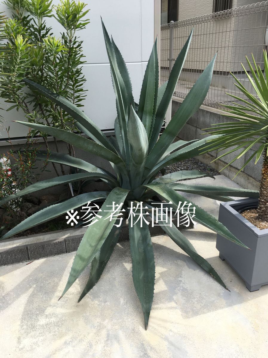 agave americana アガベ　アメリカーナ1