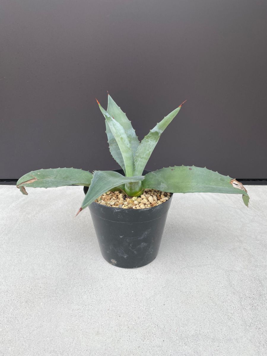 agave americana アガベ　アメリカーナ1