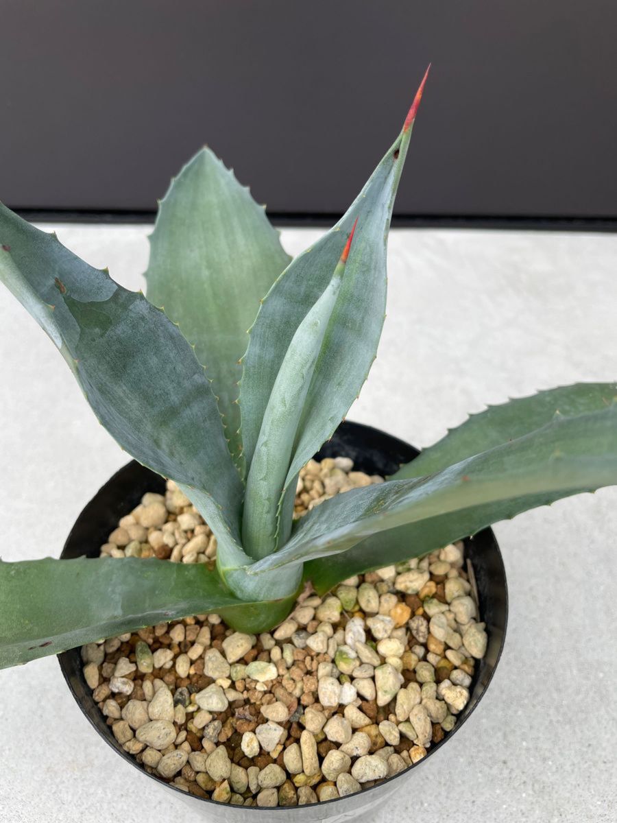 agave americana アガベ　アメリカーナ1