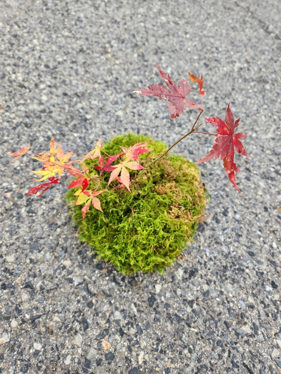 MINI maple 苔玉　モミジ　山紅葉　イロハモミジ　苗木　苔テラリウム　盆栽_画像7