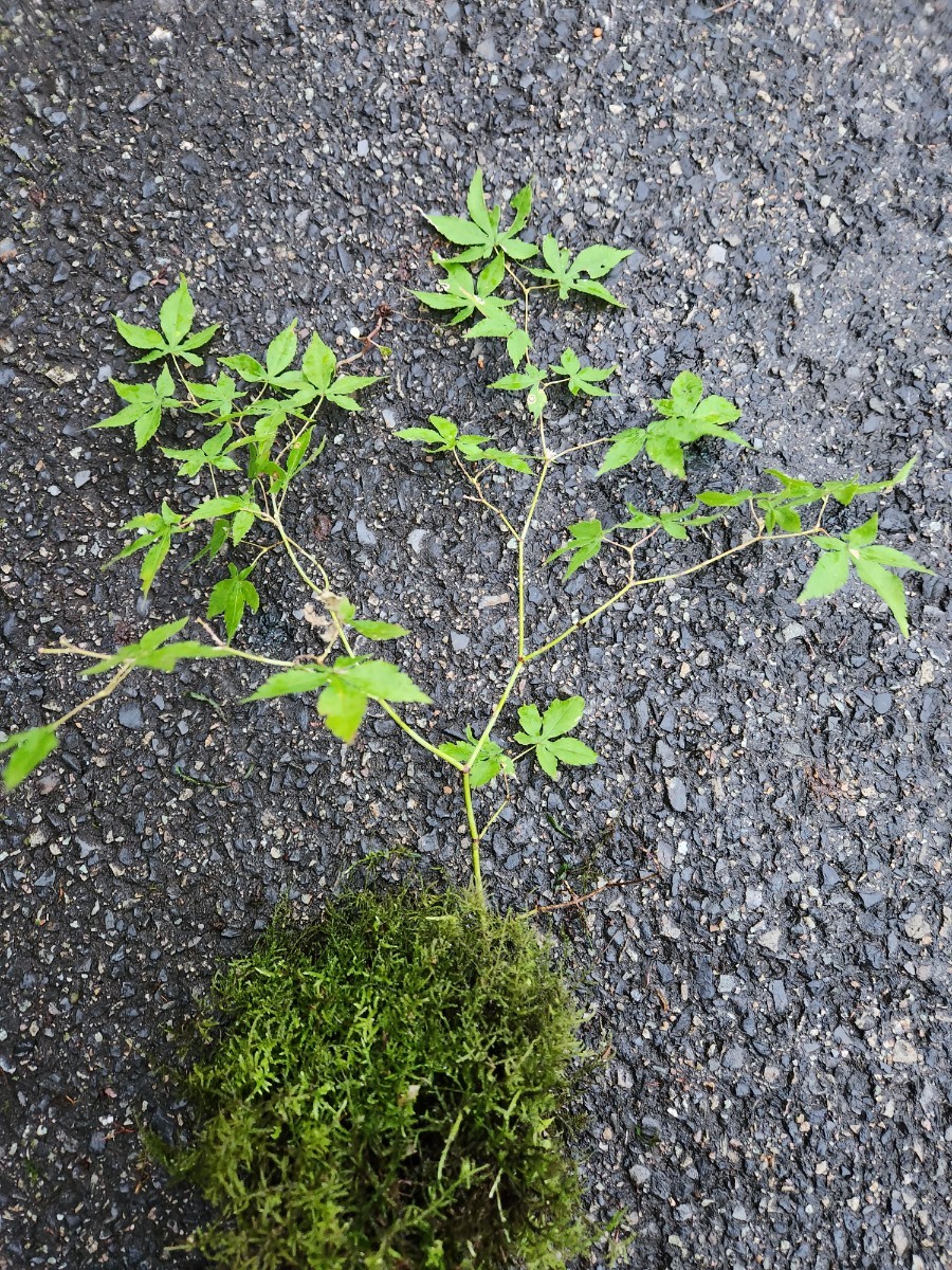 MINIモミジ　紅葉　苔玉　盆栽 　盆栽 苔　苔テラリウム　_画像9