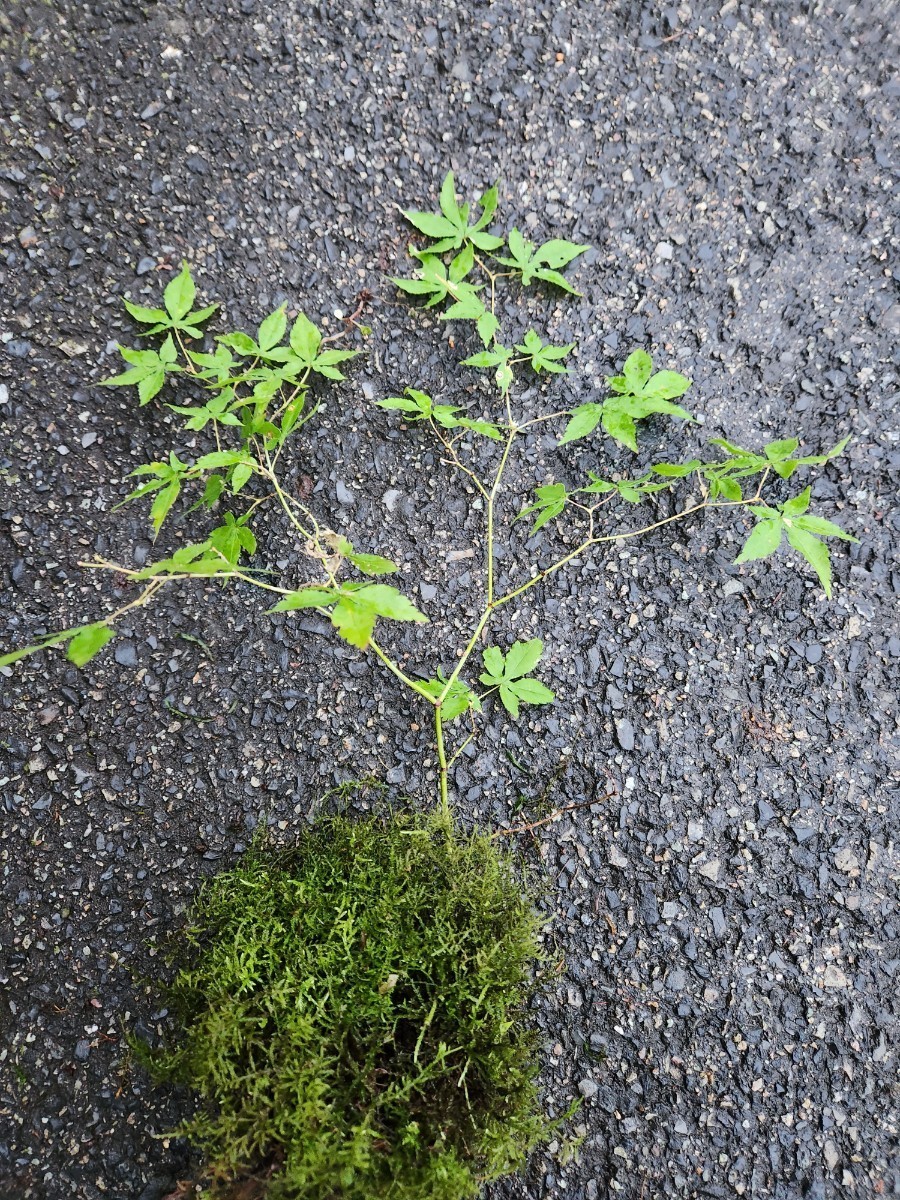 MINI紅葉　モミジ　苔玉　盆栽 　盆栽 苔　苔テラリウム　_画像8