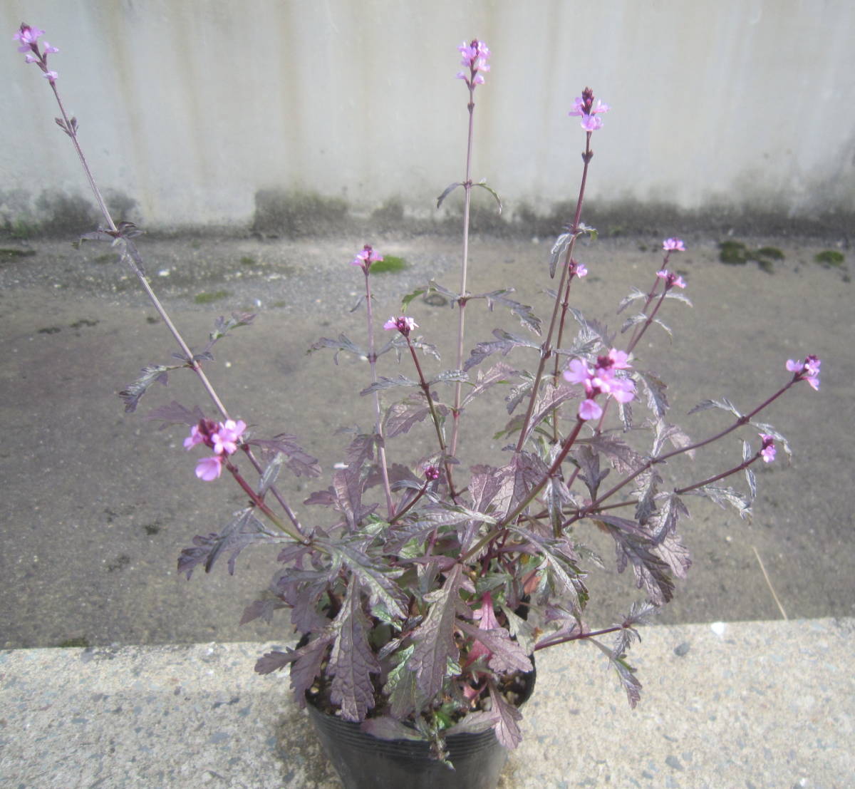 ∮ 来年用 銅葉 宿根バーベナ バンプトン カラス葉　強健種　耐寒 宿根 カラーリーフ 草花 地植え 宿根草 庭植え 地植え ガーデニング　_開花時