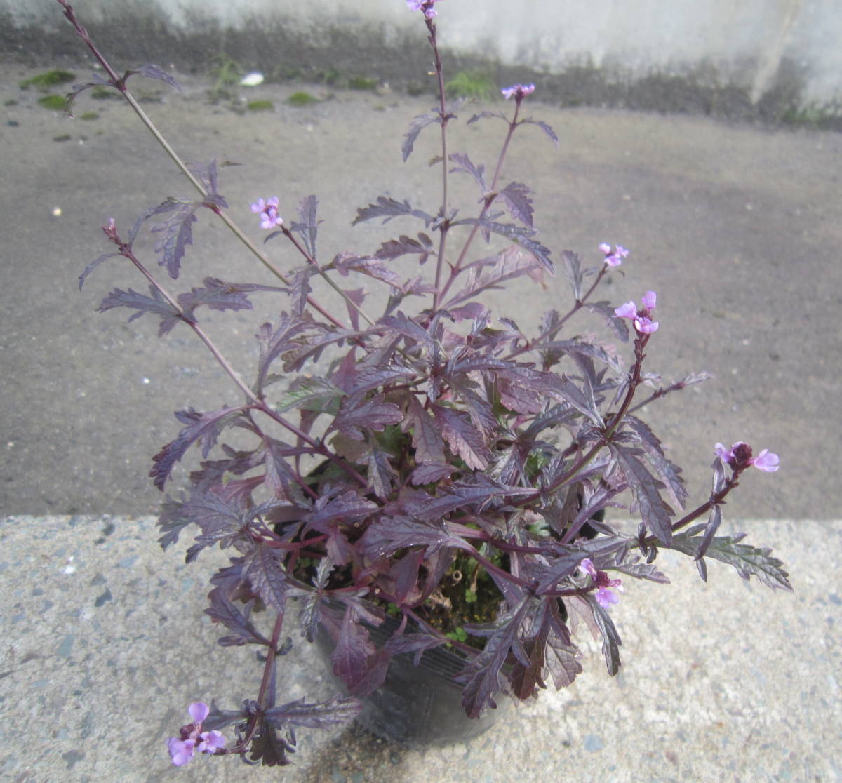 ∮ 来年用 銅葉 宿根バーベナ バンプトン カラス葉　強健種　耐寒 宿根 カラーリーフ 草花 地植え 宿根草 庭植え 地植え ガーデニング　_開花時