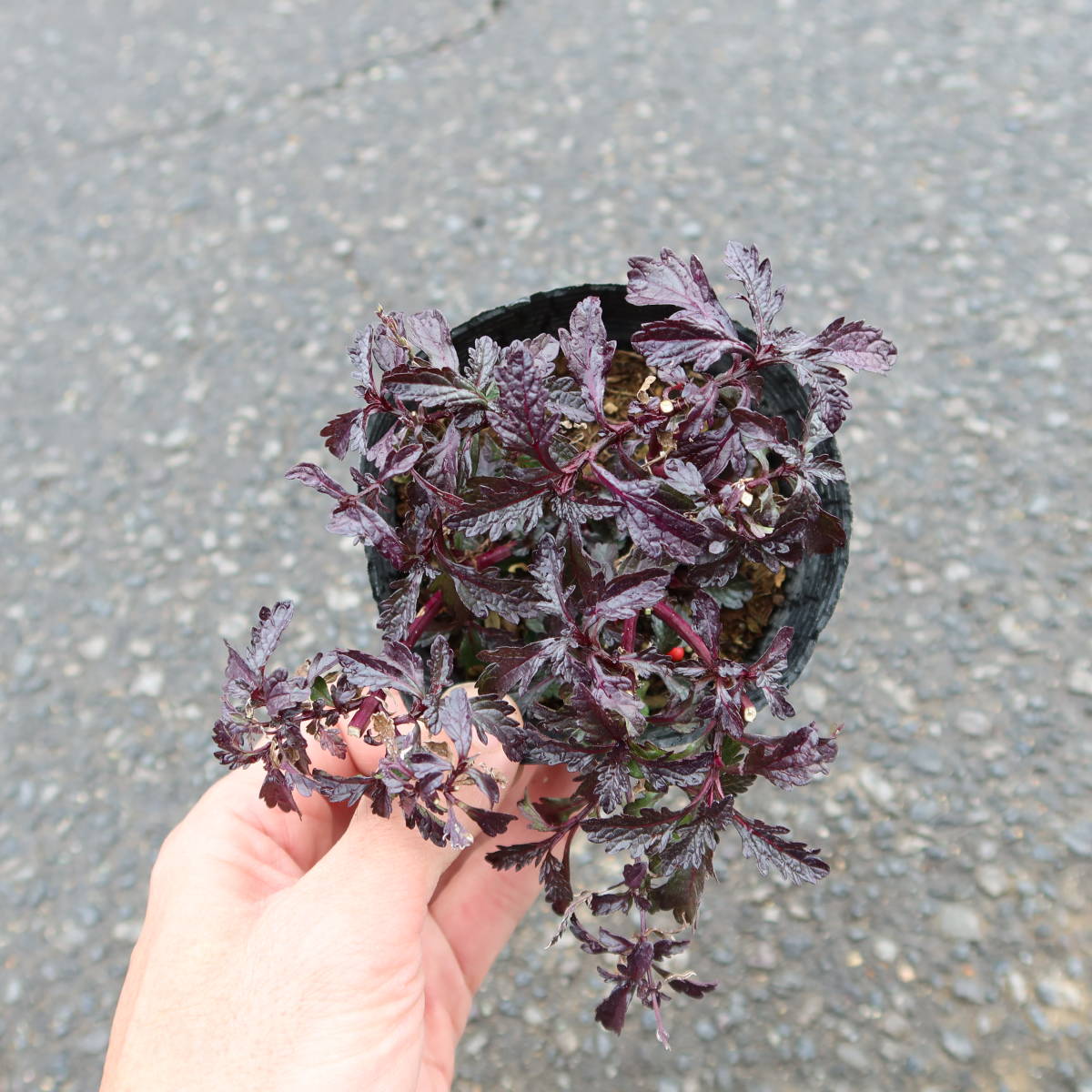 ∮ 来年用 銅葉 宿根バーベナ バンプトン カラス葉　強健種　耐寒 宿根 カラーリーフ 草花 地植え 宿根草 庭植え 地植え ガーデニング　_サンプル苗