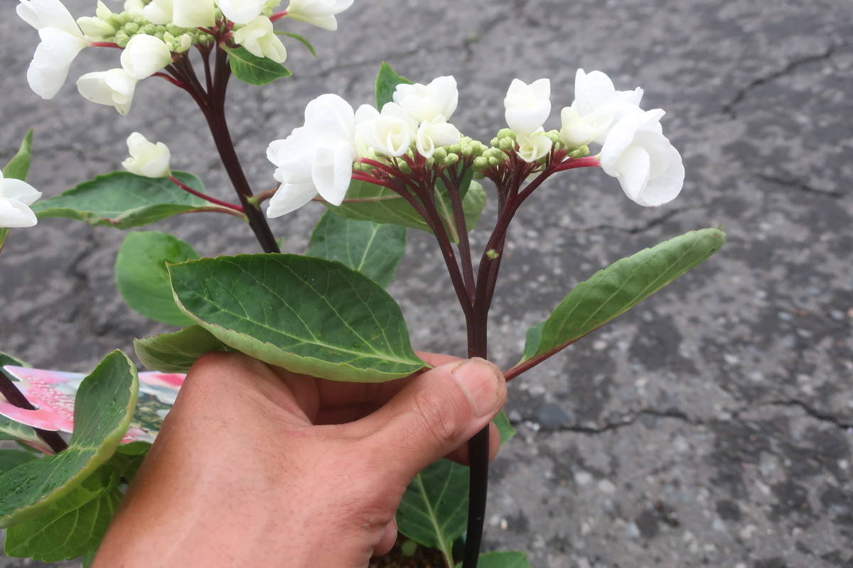 ∮ 大人気 最新花 ハイドランジア 黒軸 白花 アジサイ チョコチックホワイト 山野草 耐寒 紫陽花 あじさい 鉢植え ガーデニング K_開花時