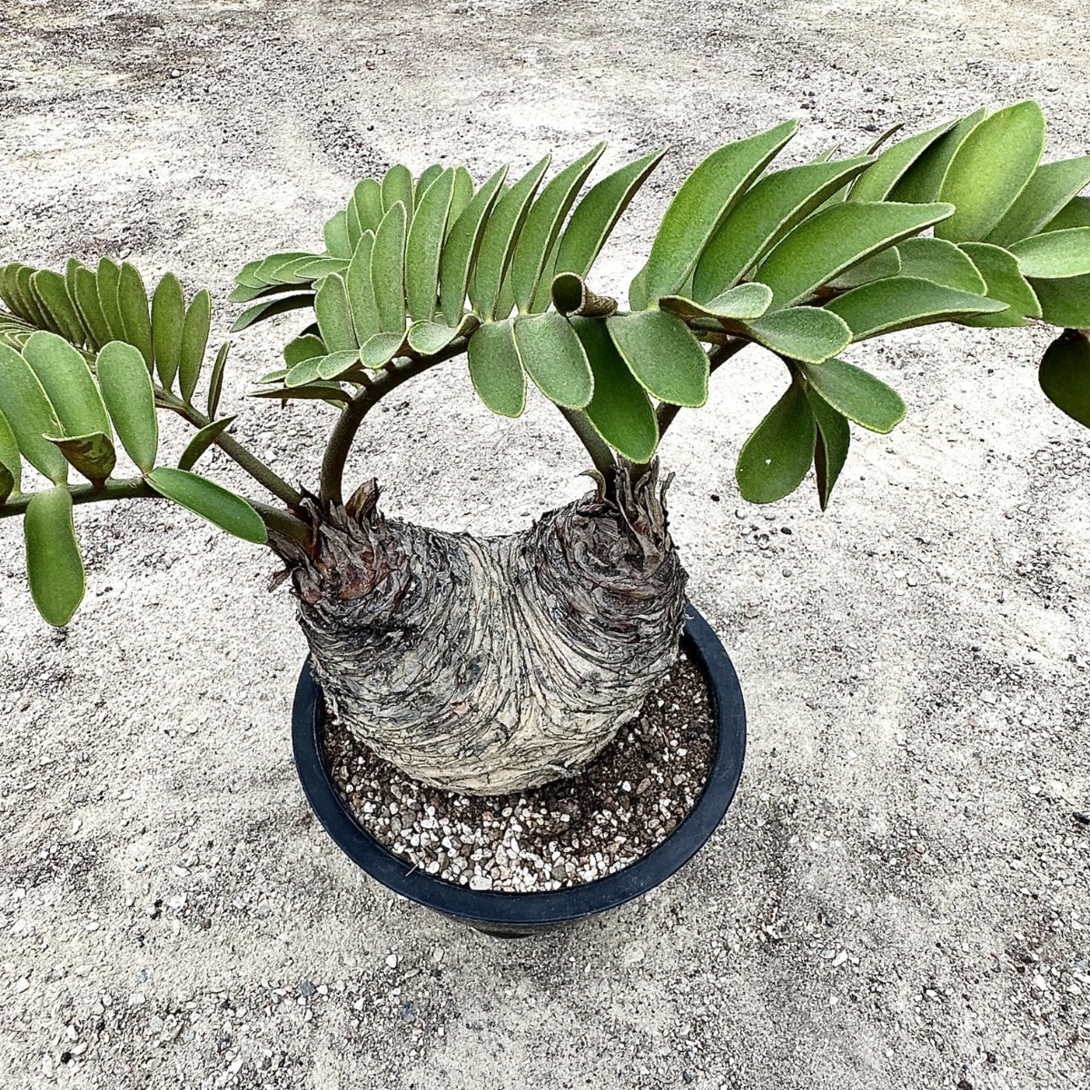 MM39 【特売17CM特大株】 希少種 レア 観葉植物 ザミア [メキシコソテツ] 蘇鉄 巨大株 Sクラスは希少株 極美極上株_画像4