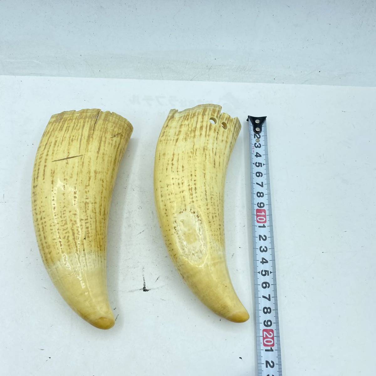 T15】鯨 クジラ 牙 キバ 歯 約559g 約586g マッコウクジラ? 素材