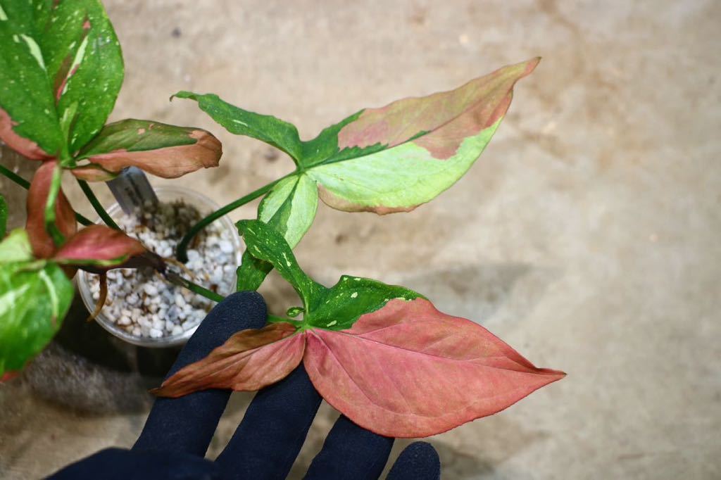 No.018/-TGK-r0409/シンゴニウム ポドフィラム’レッドスポットトリカラー’/Syngonium Podophyllum ‘Redspot Tricolor’_画像2