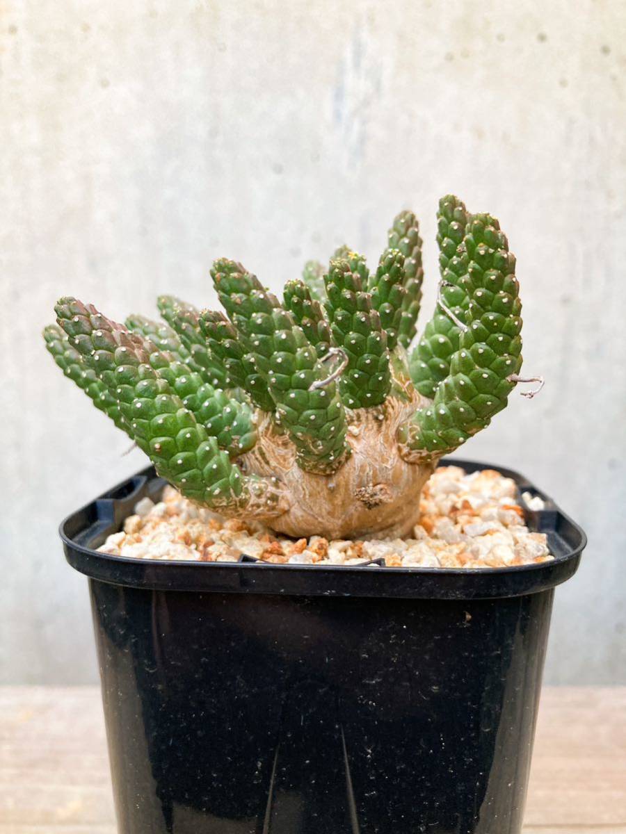 Euphorbia gamkensis E391【古株・良型】 ユーフォルビア ガムケンシス_画像5