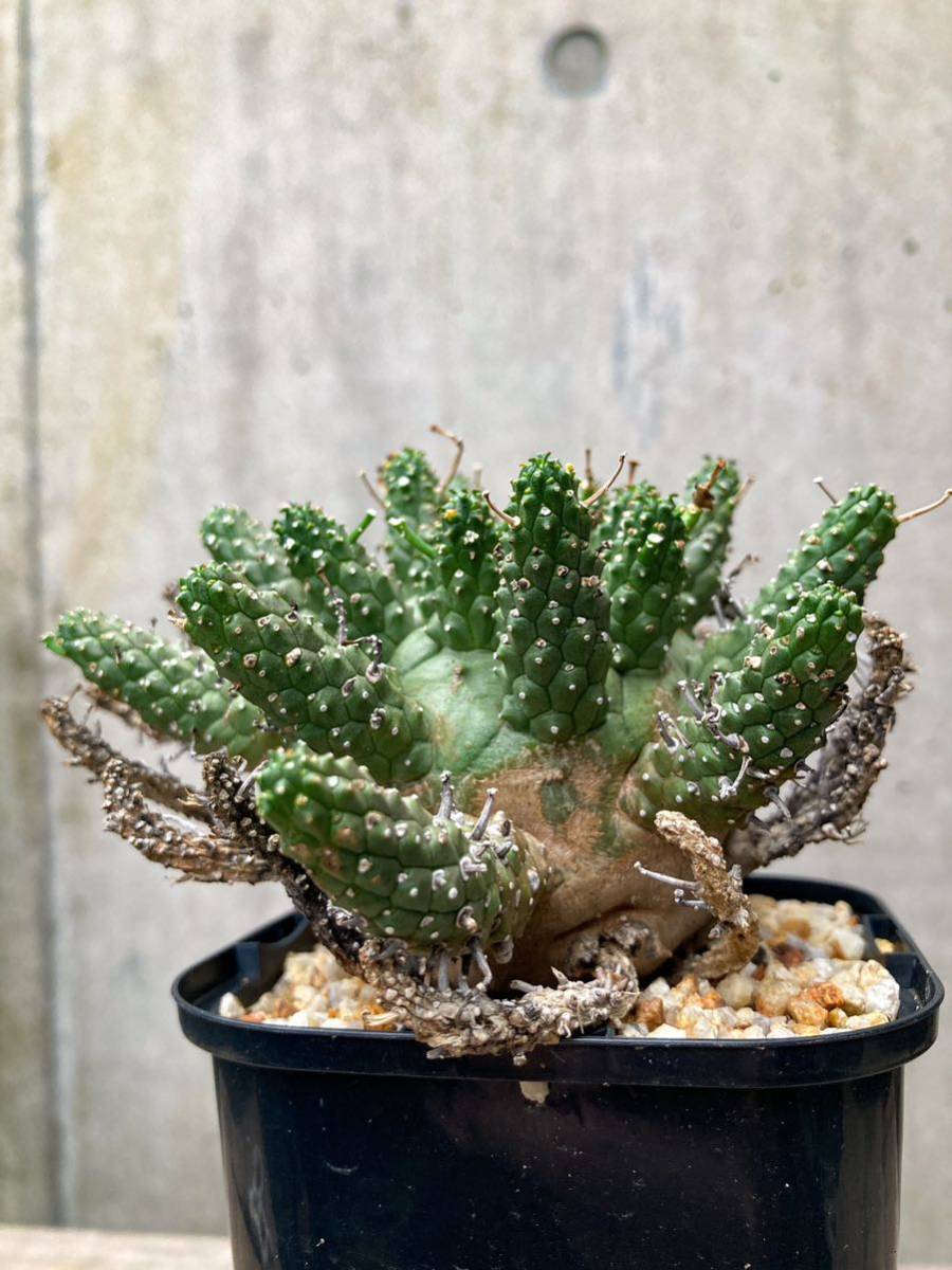 Euphorbia gamkensis E398【古株・良型】 ユーフォルビア ガムケンシス_画像9