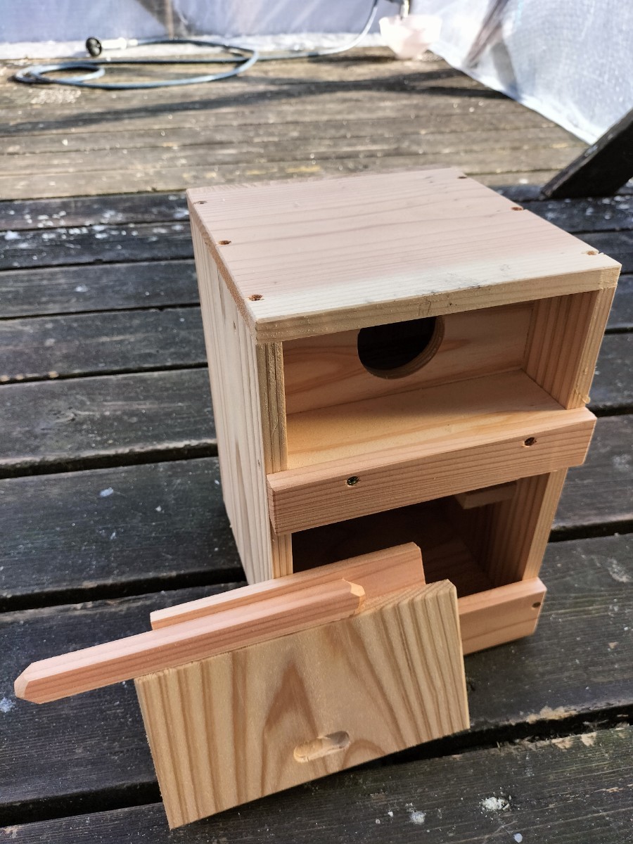 * button series parakeet. nest box *