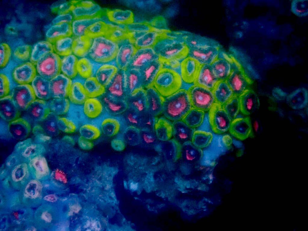 【New aquarium】【サンゴ】沖縄産 フジマメスナ ピンクD Ｎｏ．7 ソフトコーラル マメスナギンチャク _画像1