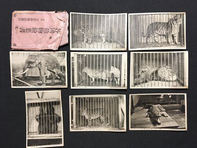 ｍ◆　戦前絵葉書　各国動物絵葉書（集一） 本部 矢野動物園発行 8枚 虎 ワニ 豹 ジャカリー 印度象 北海産熊 ヤマアラシ　/I25②_画像1