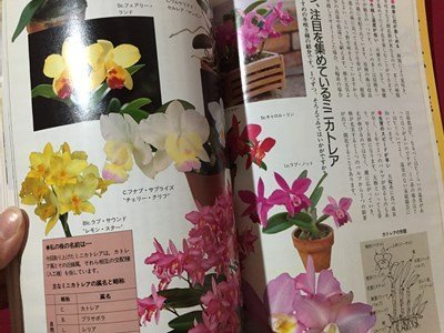 s* эпоха Heisei 7 год NHK хобби. садоводство 2 месяц номер Mini Cattleya др. Япония радиовещание выпускать отдел литература только литература журнал /M99