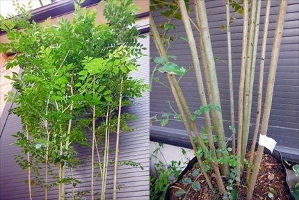 7ps.@ and more stock ..!{ fraxinus griffithii *140} excellent leaving a decision to someone else stock!( product number LS)