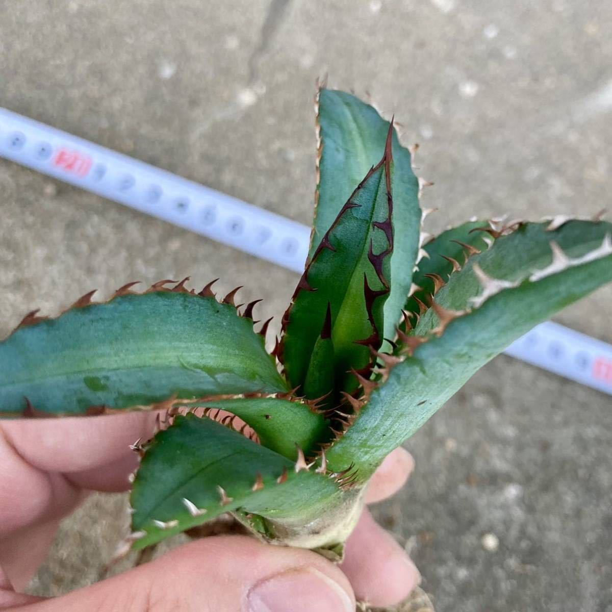 アガベ 万代厳竜 Agave lophantha × titanota ハイブリッド hybrid 多肉植物 ビザールプランツ 初心者おすすめ ローファンサ × チタノタ_画像3