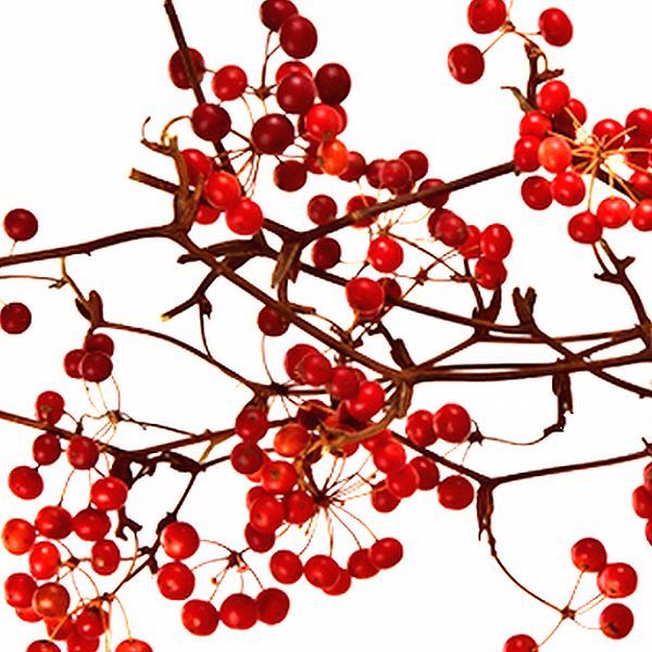 京都産 栽培用サンキライの種 40粒 / 山帰来 サルトリイバラ　実生栽培　赤い実や蔓をリースやスワッグに_出品物は種となります。