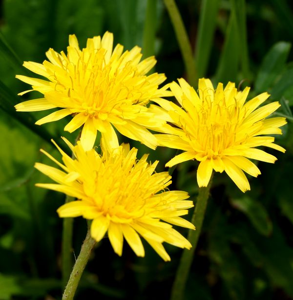 ■京都産　カンサイタンポポの種　30粒　関西たんぽぽのタネ　Kansai Dandelion かんさいたんぽぽ　_画像8