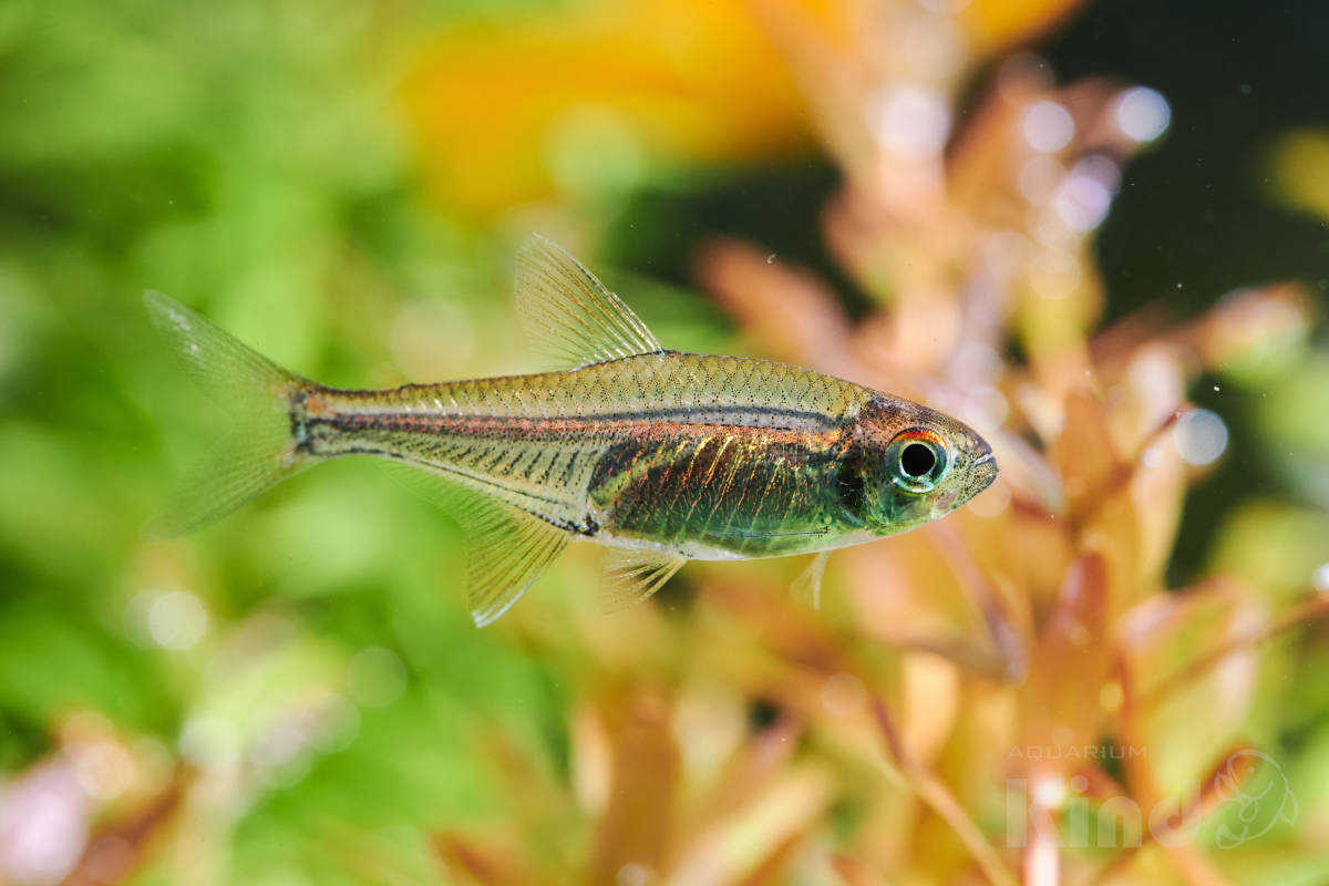 【熱帯魚】 ゴールデンオレンジライン テトラ 約2㎝ ３匹 ( ペルー産 ワイルド個体 )_画像1