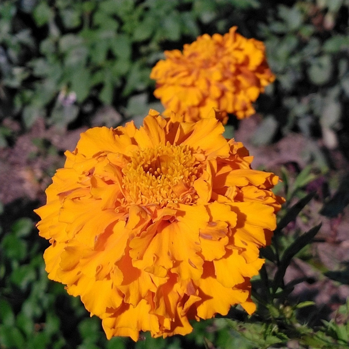 マリーゴールドの種 120粒 オレンジ 大輪 アフリカンタイプ アフリカントール 切り花 センチュウ対策 コンパニオンプランツ 花の種 同梱可_画像1