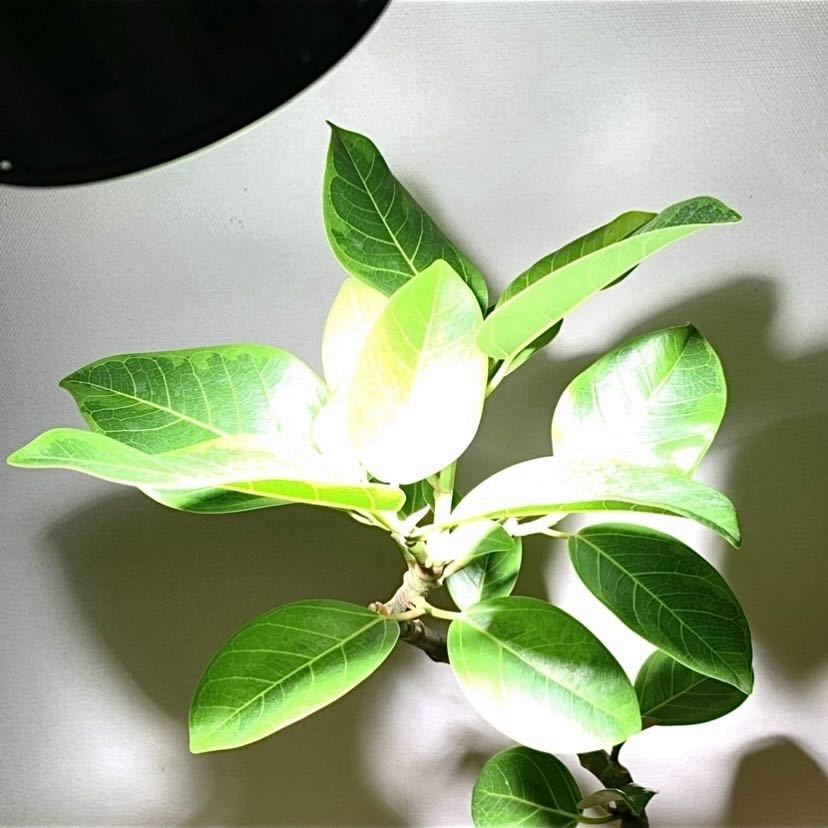 24w植物育成ライトGrowLight 6000K COBLED_画像6