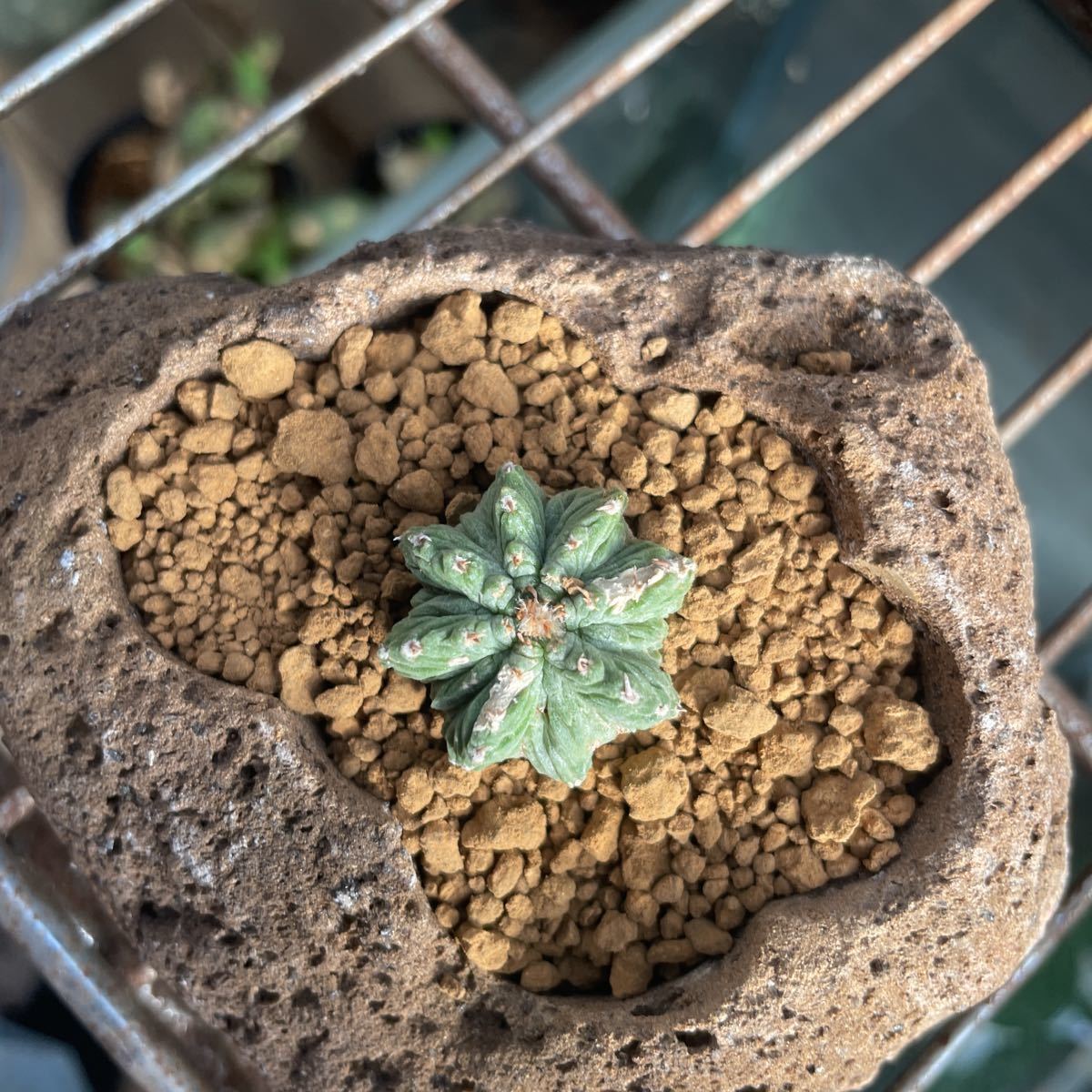 花籠 Aztekium ritteri アズテキウムリッテリー　輸入規制種！根もしっかり！石鉢ごと発送！！！_画像4