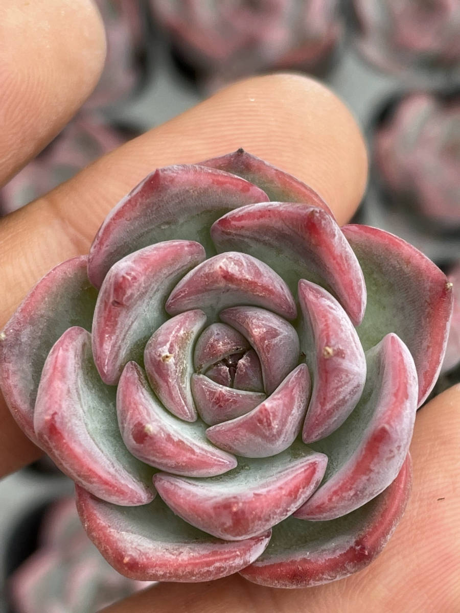 韓国苗 多肉植物 エケベリア　20株ポセイドン　超美苗 サボテン 観葉植物 花 園芸　レア種04_画像1