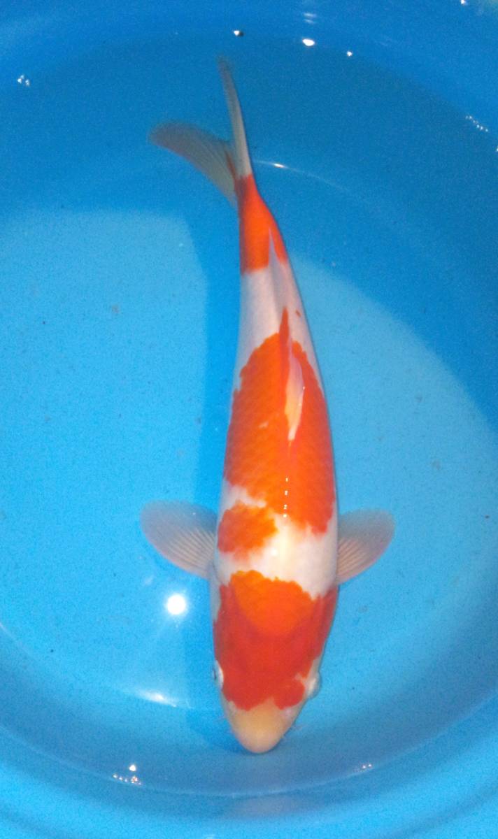  old .. fish place goods judgement . for . white 33cm 2 -years old 