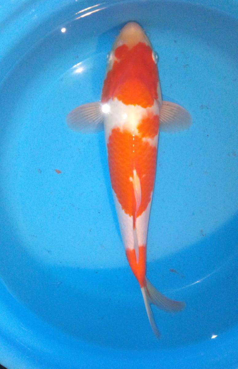  old .. fish place goods judgement . for . white 33cm 2 -years old 