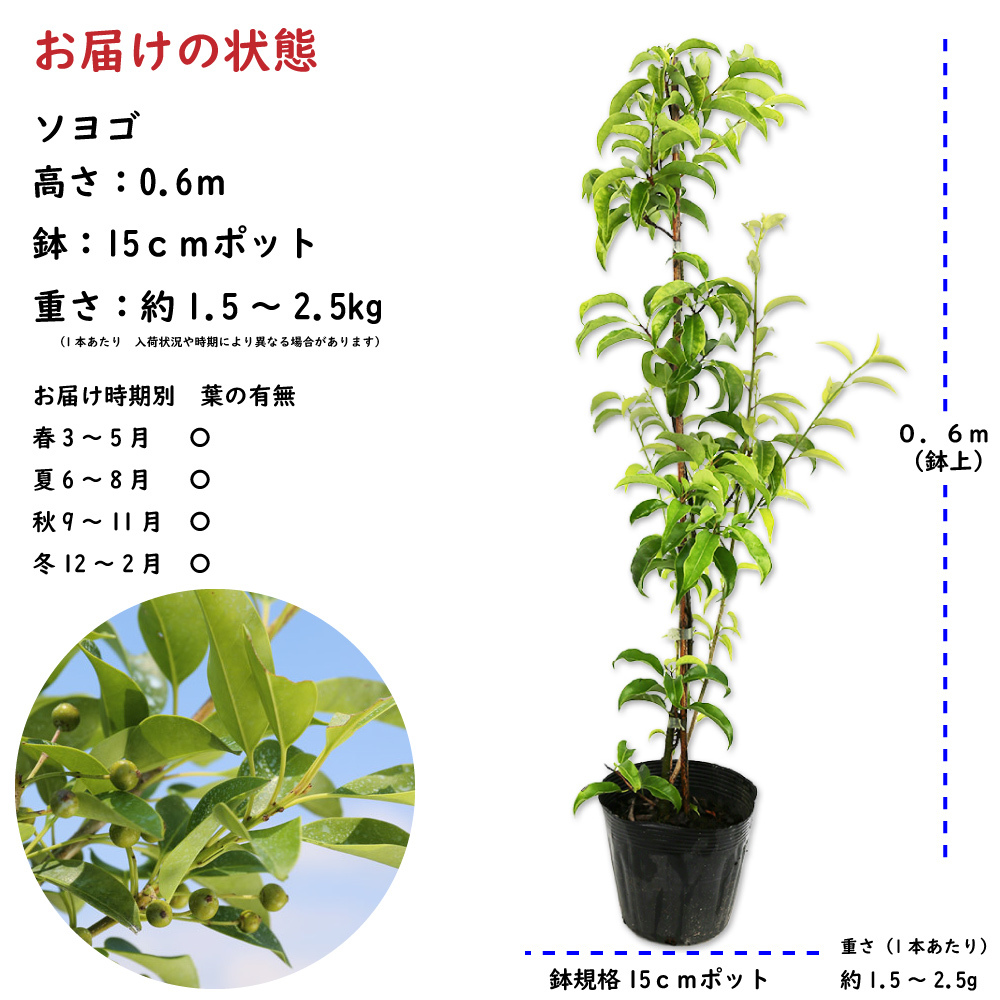  Ilexpedunnculosa 0.6m 15cm pot seedling 