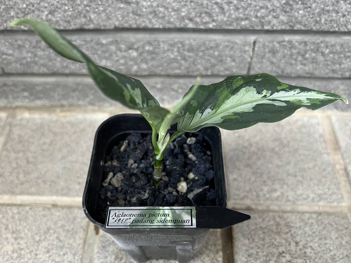 【Gather Shrimp】アグラオネマピクタム　Aglaonema GW1507 メサイア　padang　sidempuan　TB便_出品株