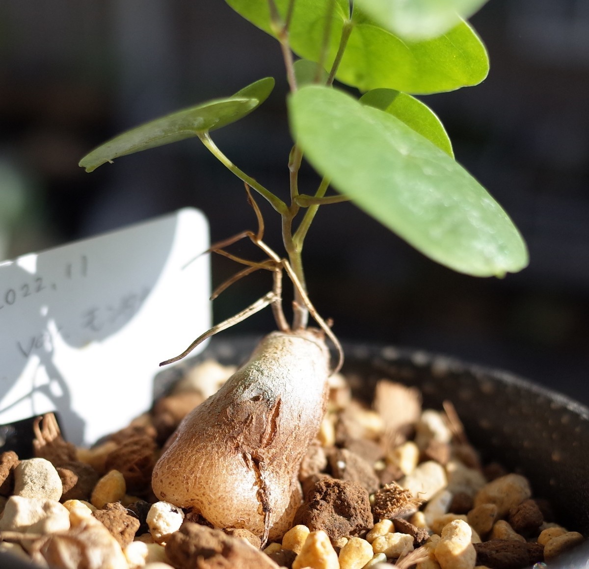 アフリカ亀甲竜varモンタナ 実生株 Dioscorea elephantipes var.montana 2.5号鉢 検索用 コーデックス 塊根植物 _画像2