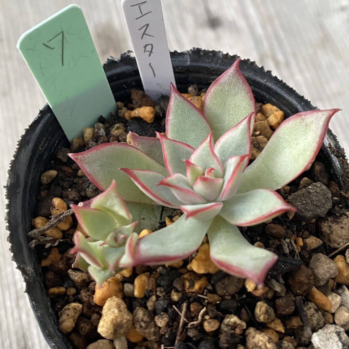 7 エスター　子株つき　抜き苗 2号 多肉植物 写真現物 Seewee_Succulents エケベリア _画像1