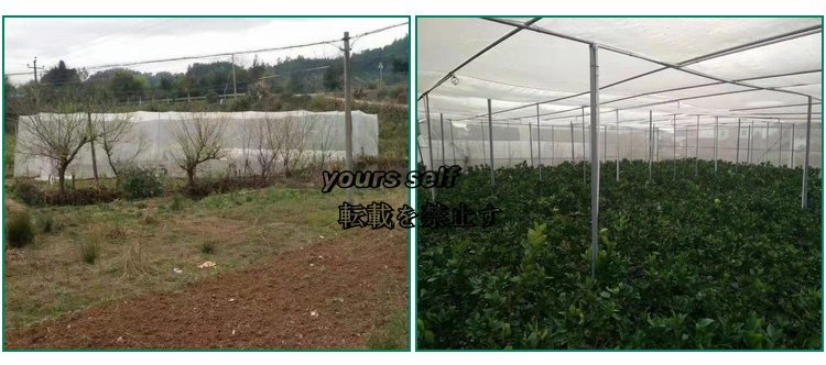  super popular * moth repellent agriculture for kitchen garden gardening insecticide net insect repellent net insect repellent net moth repellent net moth repellent seat mesh sheet width 1m× length 100m tunnel cultivation 