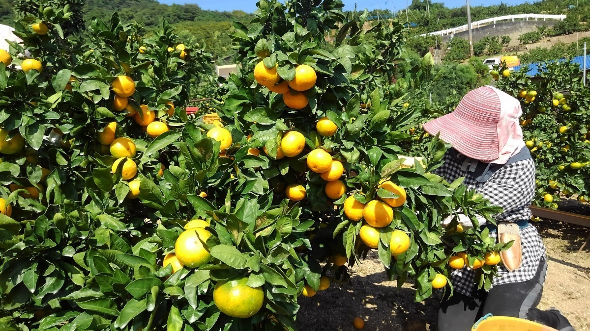 ESC愛媛県中島産！当店厳選指定農家みかん小粒5㎏④_画像2