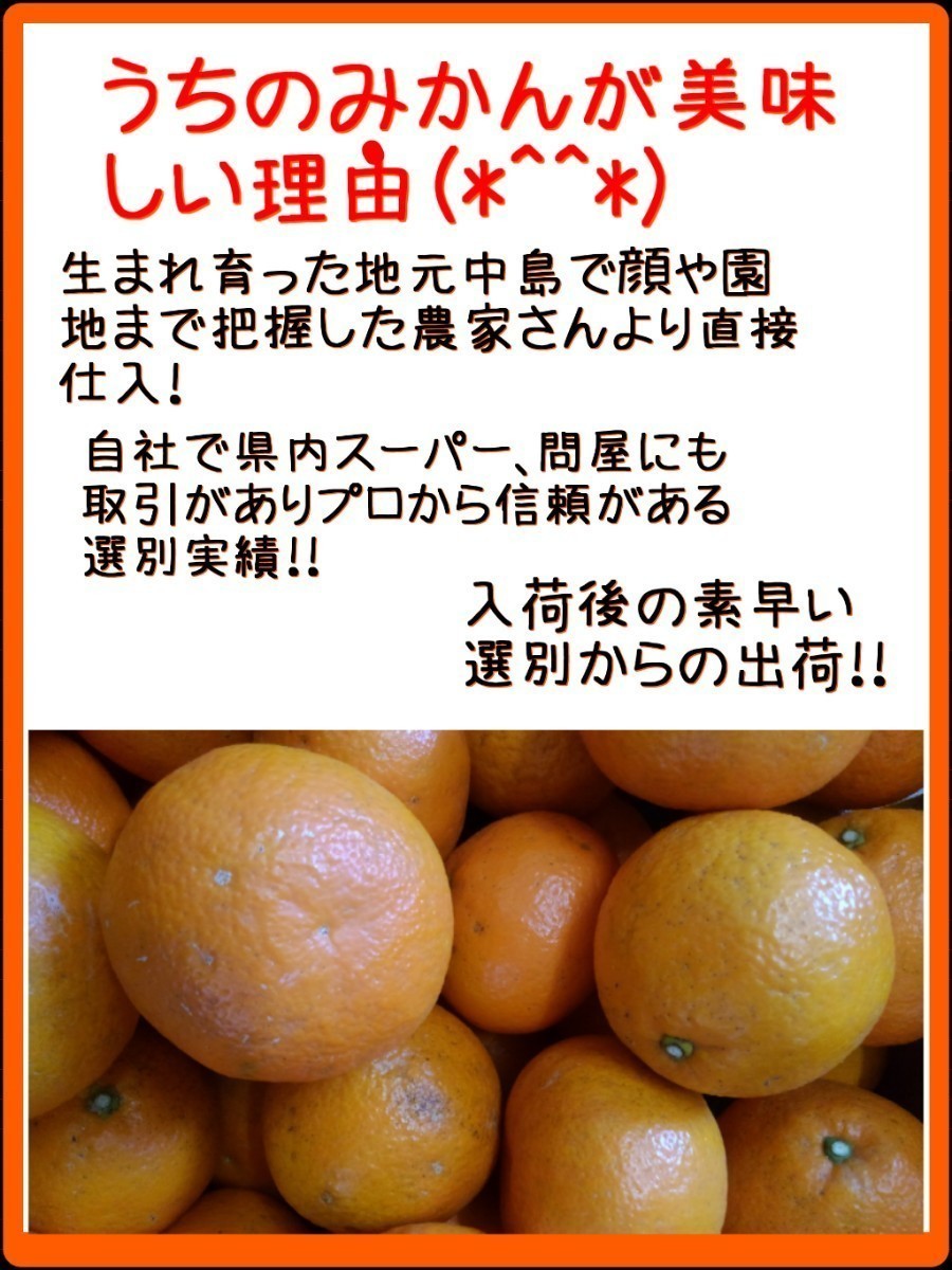 現地中島直送便！！愛媛県中島産みかんおつとめ品11㎏(10㎏＋保証量1㎏)①_画像6