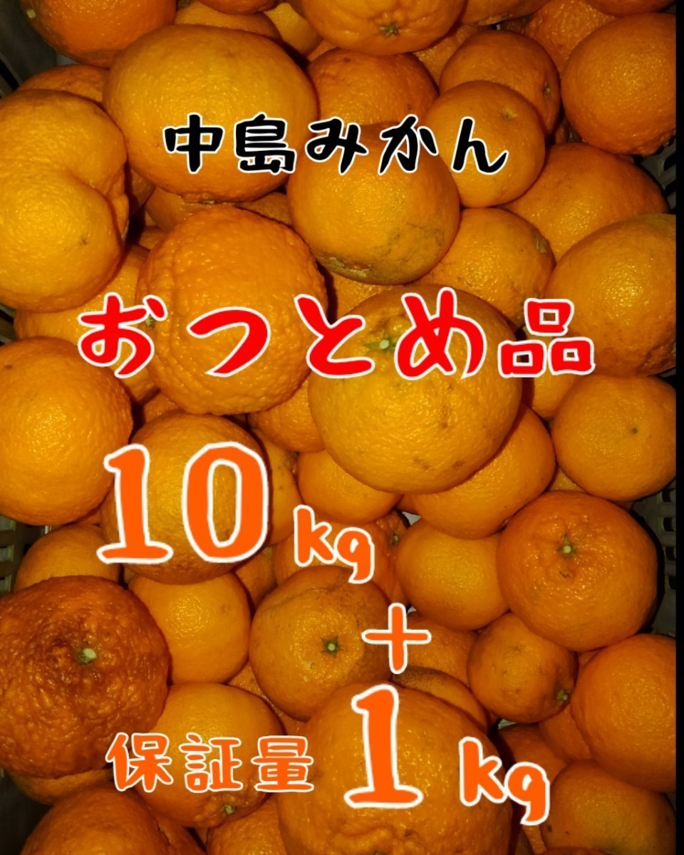 現地中島直送便！！愛媛県中島産みかんおつとめ品11㎏(10㎏＋保証量1㎏)①_画像1