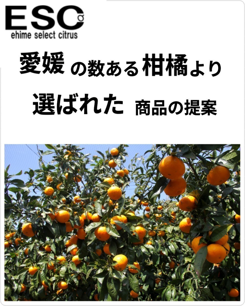 fm当店厳選愛媛県玉津産早生みかん最上位家庭用極小9㎏(3㎏+保証量200g)×3箱②_画像4