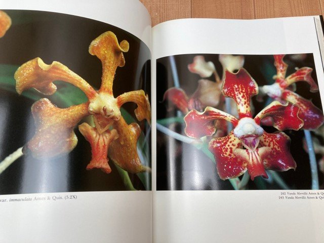 洋書　大型本/フィリピンの蘭　2冊揃/Orchidiana Philippiniana　CEA1119_画像9