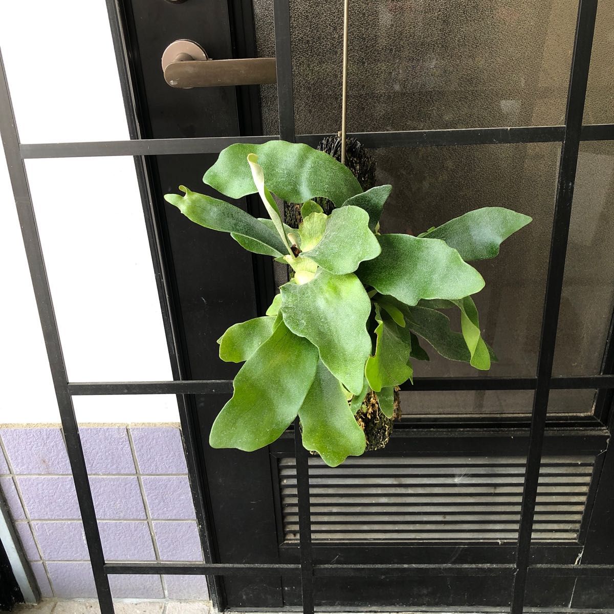 コウモリラン ビカクシダ　ハンギング　ヘゴ板仕様　観葉植物