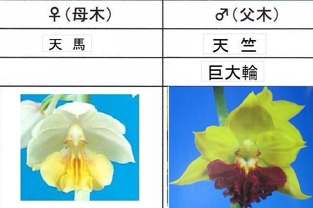 80Hえびね欄　２３５　天馬×天竺　1-2作以降初花見込苗　山野草エビネラン_画像1