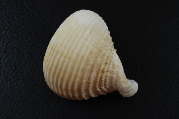 カブラガイ　貝標本　貝殻_画像3