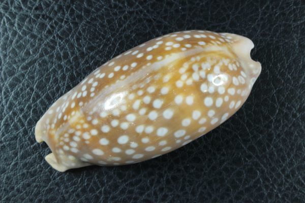 コジカダカラ　73.7mm　大　タカラガイ　貝標本　貝殻_画像8