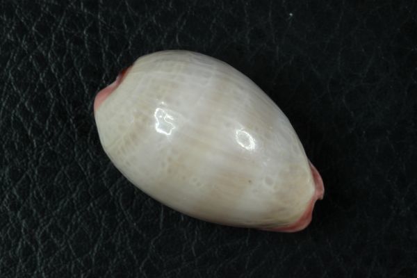 オサナダカラ　33.4mm 　タカラガイ　貝標本　貝殻_画像1