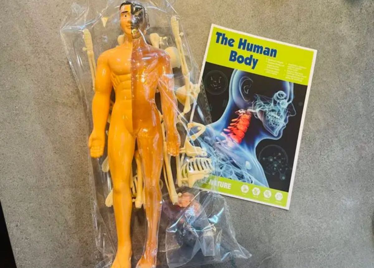 人体模型  知育玩具　パズル　おもちゃ