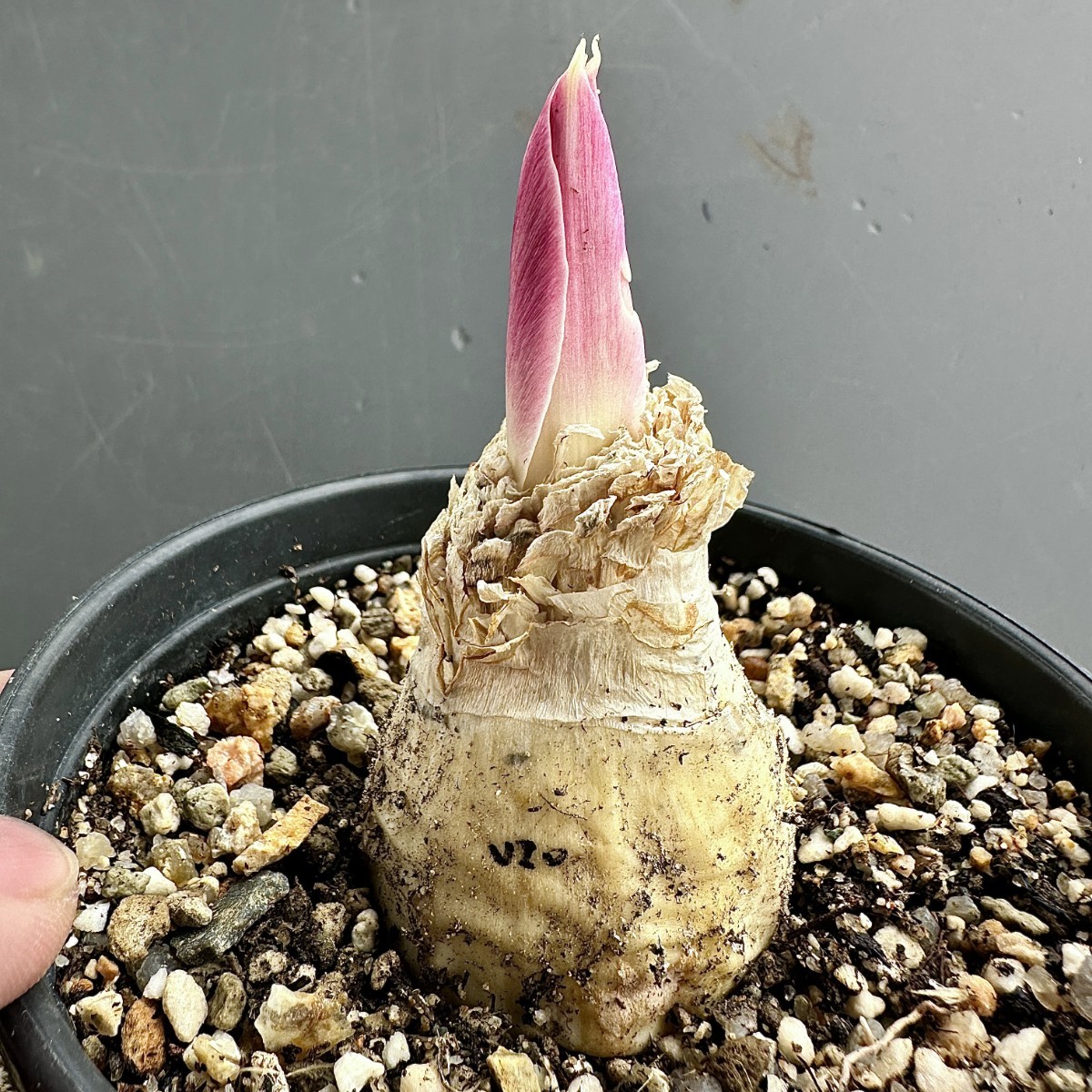 V20 貴重植物 現地株 ゲチリス　グランディフローラ Gethyllis grandiflora ゲチリス界のヘルメス 親株級開花株 特選大株_画像7