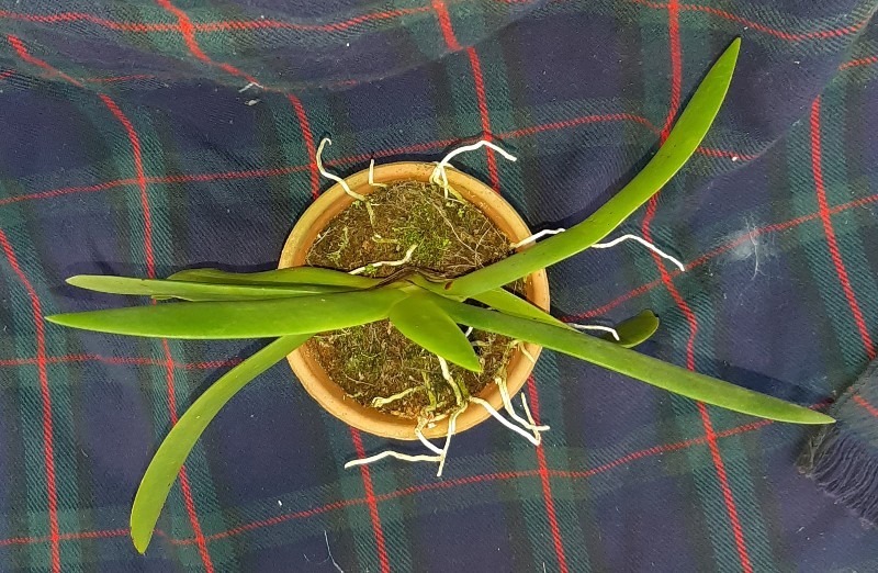 【洋蘭 原種】Angraecum leonis アングレカム レオニス（花なし）_画像4