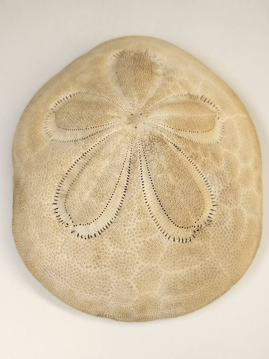 ♪即決【壽】特大の立派なヤマタカタコノマクラ貝殻 (殻貝標本水槽化石) 3_画像5